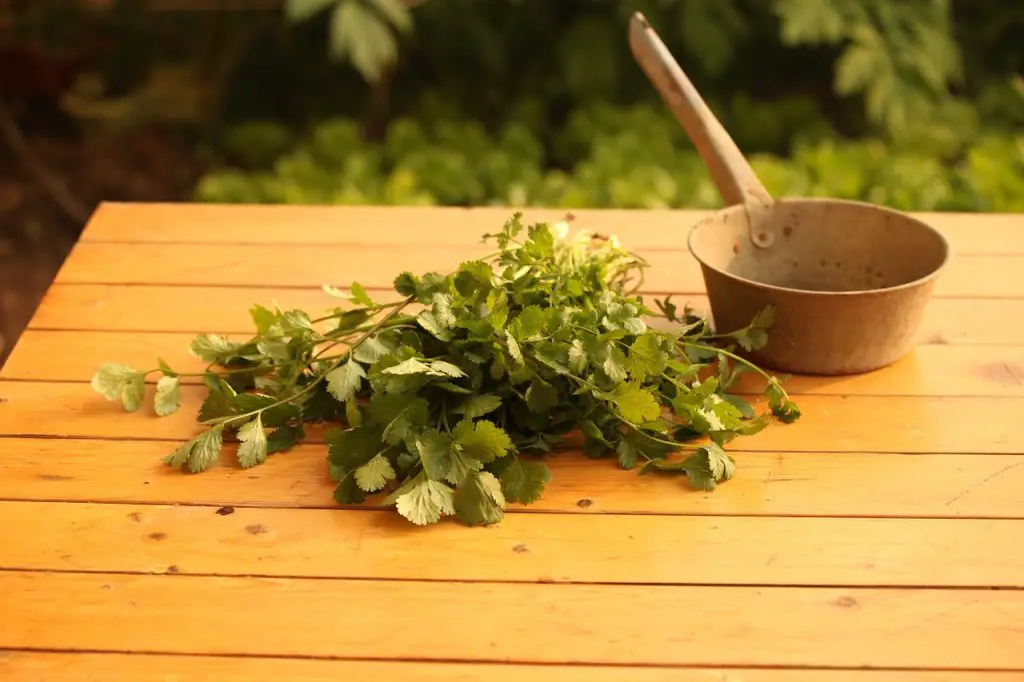 Ground Coriander vs Coriander Leaf What's the Difference? Substitute