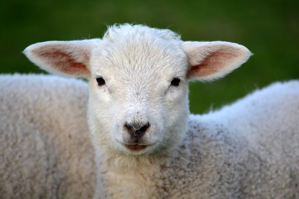 What's the Difference? Baby Goat vs Lamb Facts and Comparisons